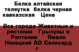 Белка алтайская телеутка, белка черная кавказская › Цена ­ 5 000 - Все города Животные и растения » Грызуны и Рептилии   . Ямало-Ненецкий АО,Салехард г.